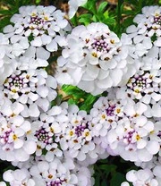 Winterharde Vaste Planten 'Zonnig Tuinperk' 6 Winterharde Vaste Planten 'Zonnig Tuinperk' - Afbeelding 6