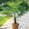 Winterharde Palm In Een Pot Van 19 Cm