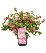 Camellia 'Winter Perfume Pink' 4 Camellia 'Winter Perfume Pink' - Afbeelding 4