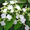 Klimhortensia 'Semiola®'