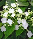 Klimhortensia 'Semiola®'