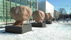 CUPA Kuipplantenbeschermhoes 1,2x1,8m - 2st - Vorstbescherming