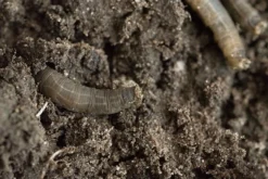 Aaltjes Tegen Emelten ECOstyle -Optimaal Tuinonderhouds Winkel aaltjes tegen emelten producten