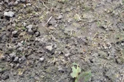 Aaltjes Tegen Emelten ECOstyle -Optimaal Tuinonderhouds Winkel aaltjes tegen emelten schadebeeld