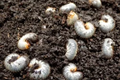 Aaltjes Tegen Engerlingen ECOstyle -Optimaal Tuinonderhouds Winkel aaltjes tegen engerlingen product 2