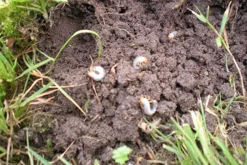 Aaltjes Tegen Engerlingen ECOstyle -Optimaal Tuinonderhouds Winkel aaltjes tegen engerlingen schadebeeld 1