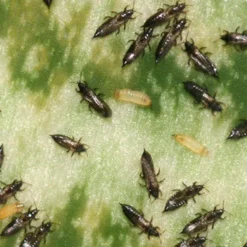 Aaltjes Tegen Larven Trips ECOstyle -Optimaal Tuinonderhouds Winkel aaltjes tegen larve trips larven zo zien ze eruit