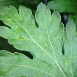 Aaltjes Tegen Larven Trips ECOstyle -Optimaal Tuinonderhouds Winkel aaltjes tegen larve trips schadebeeld trips 1