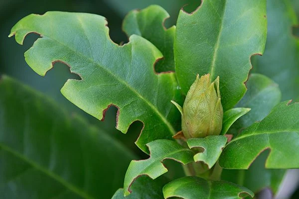 Aaltjes Tegen Larven Taxus- En Snuitkever ECOstyle 8 Aaltjes Tegen Larven Taxus- En Snuitkever ECOstyle - Afbeelding 8