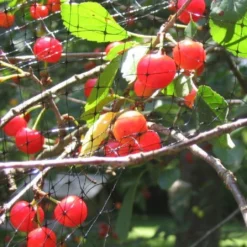 Arta Tuinnet 4x10m OP=OP