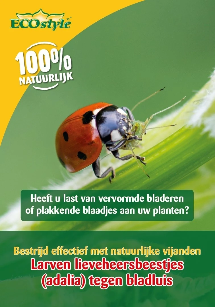 ECOstyle Larven Lieveheersbeestje Tegen Bladluizen 100 St. 1 ECOstyle Larven Lieveheersbeestje Tegen Bladluizen 100 St.