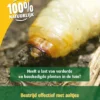 ECOstyle Aaltjes H Tegen Larven Taxus- En Snuitkever 250 Mln/500 M2