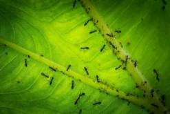 Aaltjes Tegen Mieren ECOstyle 13 Aaltjes Tegen Mieren ECOstyle -Optimaal Tuinonderhouds Winkel mieren bestrijden aaltjes tegen mieren 2