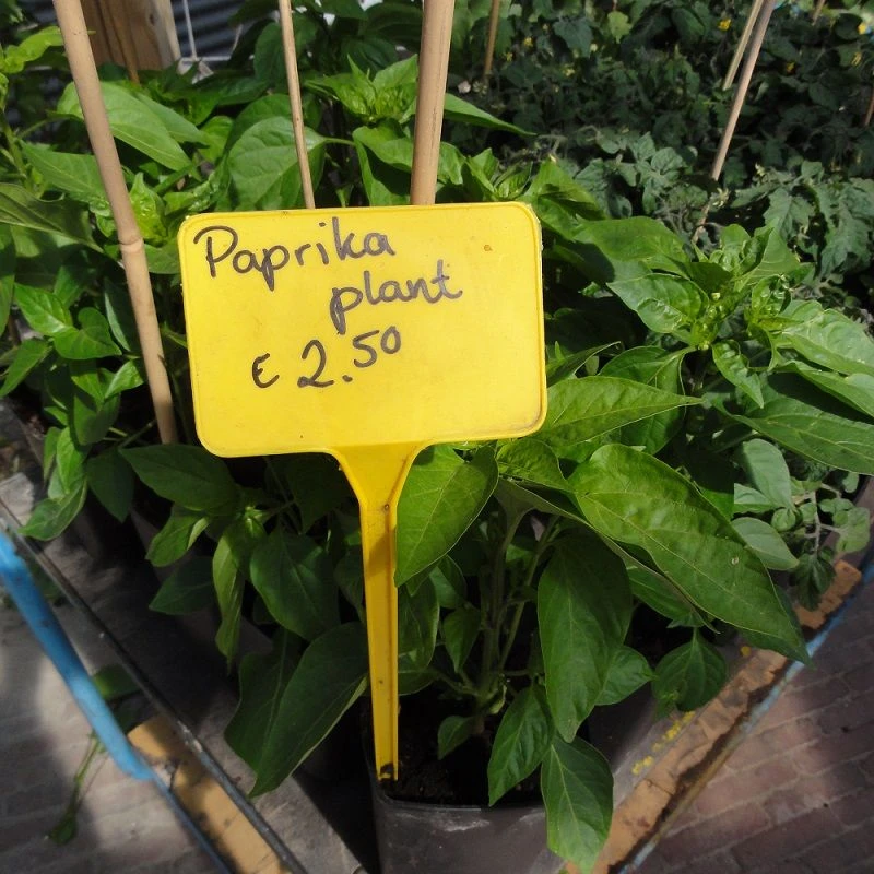 Plaatetiketten Rechthoekig C 15cm 3,5x5,5cm Recht - 100st Geel 2 Plaatetiketten Rechthoekig C 15cm 3,5x5,5cm Recht - 100st Geel - Afbeelding 2