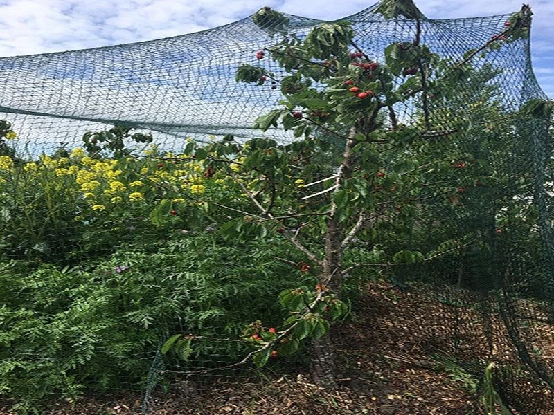 Robusta Tuinnet 4x10m OP=OP 3 Robusta Tuinnet 4x10m OP=OP - Afbeelding 3