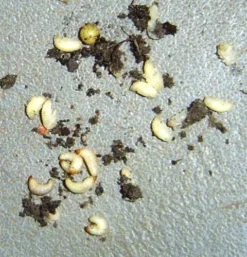 Aaltjes Tegen Larven Taxus- En Snuitkever ECOstyle 14 Aaltjes Tegen Larven Taxus- En Snuitkever ECOstyle -Optimaal Tuinonderhouds Winkel taxuskever larve bestrijden hoge temperatuur