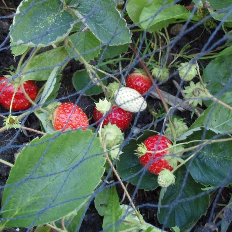 Duata Tuinnet 5x10m 1 Duata Tuinnet 5x10m